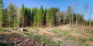 Mafia defrișărilor, „Omerta” în fața judecătorilor. Zeci de hectare de pădure, rase de pe fața pământului