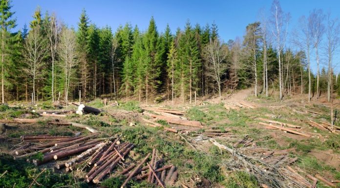 Mafia defrișărilor, „Omerta” în fața judecătorilor. Zeci de hectare de pădure, rase de pe fața pământului