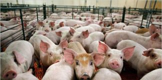 Terenuri de 400.000 de euro, scoase la licitație! Regele Fermelor de Porci pierde o avere la Bârnova