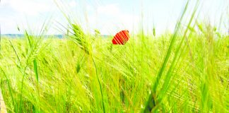 Levitaţia, pe înţelesul oilor gravitaţionale