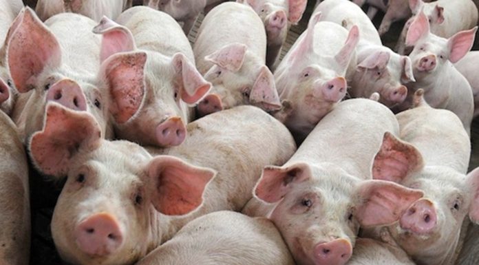 Guvernul a decis: 1.200 de lei/scroafă, ajutor pentru fermierii români