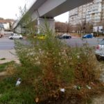 Ooo, braand frumoos, ooo braand frumoos, cu Chiricul tot verde …