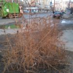 Buruieni altoite by Primărîia Iași