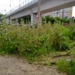 ” Iaşi, oraş rural ” , by primar Mişu Chirica