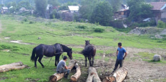 Revoltător! Procurorii i-au lăsat liberi pe hoții care au  atacat cu topooare un pădurar