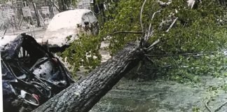 Primăria joacă ping-pong de trei ani prin instanțe, după ce un copac a strivit o mașină