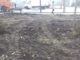 Chirica masacrează copacii din Primăverii