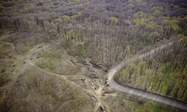 ONG-ul de mediu Agent Green cere judecătorilor să suspende tăierile de păduri din zona Iașului: ”Lipsește o analiză detaliată privind impactul asupra speciilor și habitatelor protejate”