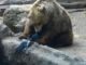 Imagini cu impact emoţional: Un bărbat băut a sărit în cuşca unui urs de la Zoo şi a încercat să-l înece. Ce s-a întâmplat apoi: VIDEO