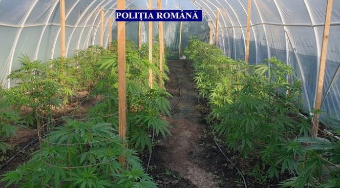 Cultură de canabis găsită la locuința unui agent de la Rutieră