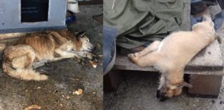 Lagărul de la Miroslava: câini lăsați să moară de foame, cadavre stivuite în frigidere. Angajații adăpostului fac campanie electorală