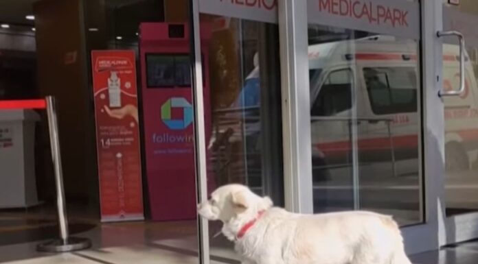 Povestea emotionanta a catelusei care a asteptat zile intregi in fata spitalului unde era internat stapanul sau