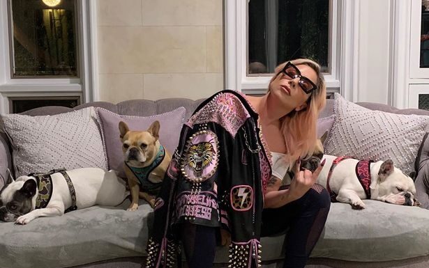 Lady Gaga ofera o recompensa de 500.000 de dolari pentru doi caini disparuti dupa ce persoana care ii plimba a fost impuscata