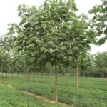 plantatie paulownia