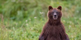 Un milionar rus a ucis un bărbat crezând că este un urs