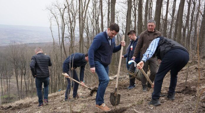 Social-democrații ieșeni s-au alăturat voluntarilor care în această perioadă participă la campaniile de împădurire din întreaga țară