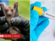 BBC dă alerta – Virusul ucigaș, înrudit cu Ebola, se extinde: două noi cazuri au fost confirmate în Ghana