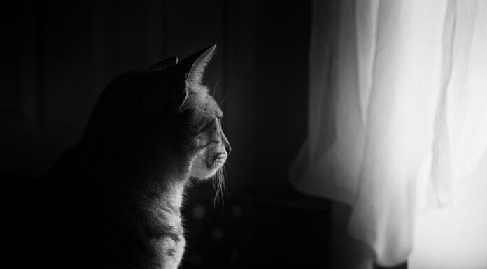 Șocul unei femei plecate în concediu care a vrut să-și vadă pisica pe camerele de supraveghere: Vecinul era în patul ei cu un alt bărbat