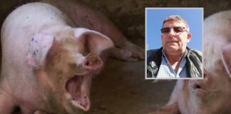 Denunț: șeful paznicilor de la CJ ducea mâncarea de la cantina copiilor la ferma de porci a familiei sale