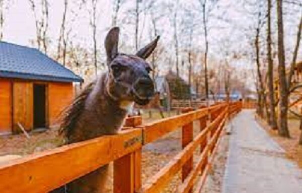 Cu procurorii DNA suflându-i în ceafă, șpăgarul Costel Alexe nu se sinchisește: și-a inaugurat grădina zoologică!