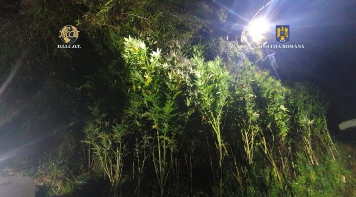 Fabrică de droguri într-o pădure. Traficanții cultivau canabis și ciuperci halucinogene