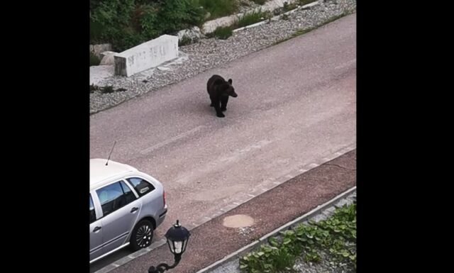 VIDEO Urs filmat ziua, în apropierea unui loc de joacă din Predeal. Zona era plină de copii