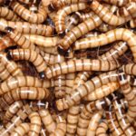larva gandac balegar