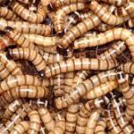 larva gandac balegar