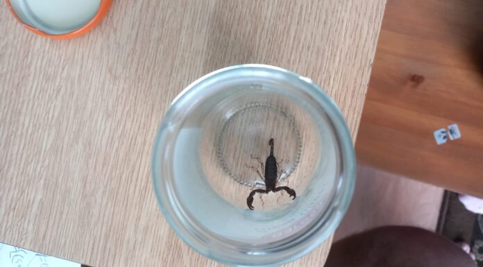 O ieșeancă a fost înțepată de un scorpion adus din Ecuador cu un transport de banane. Autoritățile sunt în alertă – VIDEO