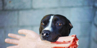 Alertă într-o comună din Iași. Un câine a găsit un braț uman într-o pădure