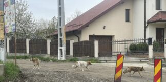 Haite de câini agresivi atacă ieșenii în Rediu. Poliția a amendat Primăria după ce un biciclist a ajuns sfâșiat la spital