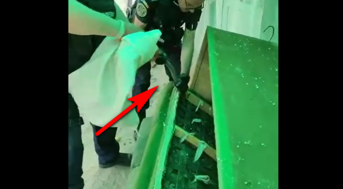 O familie s-a trezit cu un șarpe în propria canapea Video