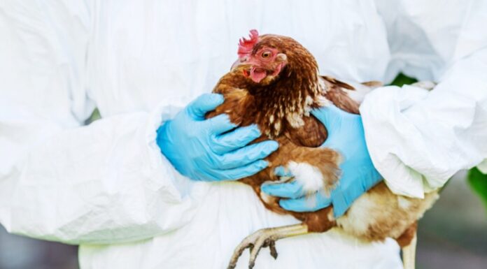 S-a dat ordin mondial: Trebuie să înceapă o campanie de vaccinare împotriva gripei aviare
