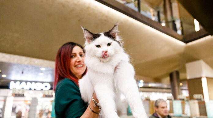 Vrei să vezi cele mai spectaculoase rase de pisici? Vino în acest weekend la Palas, unde are loc WCF International Cat Show!