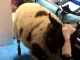 Român ARESTAT în Olanda după ce a furat o oaie de la o grădină zoologică. E suspectat de autorități că voia s-o sacrifice
