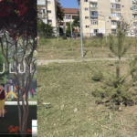 scuar bradului