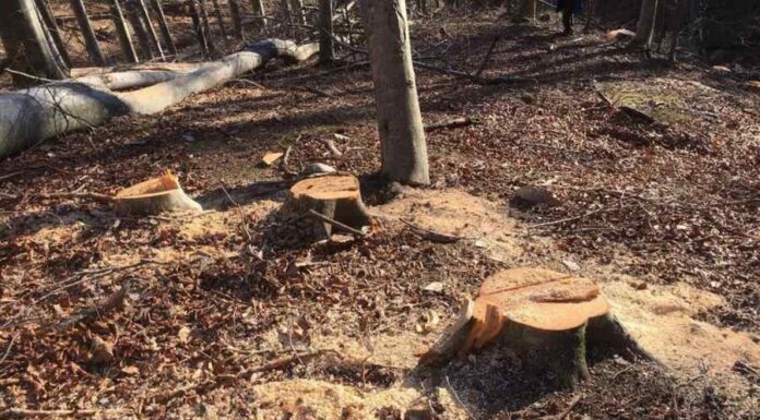 Pădurar prins cu mită. A cerut bani ca să închidă ochii când se tăia pădurea