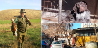 Boier Prelipcean. Directorul Filarmonicii își crește câinii de vânătoare în curtea instituției! Angajații le dau de mâncare și fac curat – FOTO