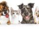 Antibiotice Iași lansează o nouă gamă de produse veterinare VetAria+