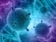 Descoperire incredibilă: Stridiile pot duce la eliminarea superbacteriilor care ucid oameni