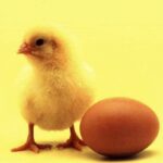 Ce a fost mai întâi: oul sau găina? Oamenii de știință au găsit răspunsul, în sfârșit