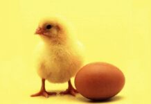Ce a fost mai întâi: oul sau găina? Oamenii de știință au găsit răspunsul, în sfârșit
