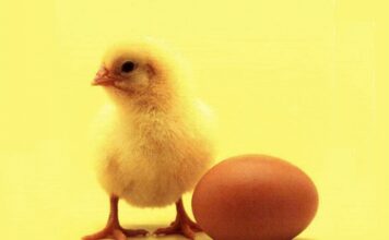 Ce a fost mai întâi: oul sau găina? Oamenii de știință au găsit răspunsul, în sfârșit