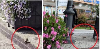 VIDEO Invazie de șobolani în centrul Iașului