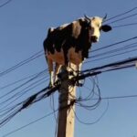 Rîmocerii cîntăcioși