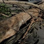 Un copac s-a rupt din senin și s-a înfipt într-o mașină care circula regulamentar. Proprietarul cere Consiliului Județean daune de 10.000 de euro