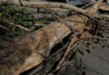 Un copac s-a rupt din senin și s-a înfipt într-o mașină care circula regulamentar. Proprietarul cere Consiliului Județean daune de 10.000 de euro