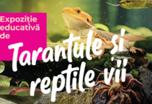 „Expoziția Educativă de Tarantule și Reptile Vii” revine la Palas cu exemplare spectaculoase