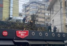 Patronul Mamma Mia a tăiat trei arbori pentru extinderea terasei ilegale din centrul Iașului