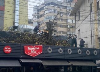 Patronul Mamma Mia a tăiat trei arbori pentru extinderea terasei ilegale din centrul Iașului